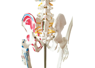 Anatomie die pvc-Verfskelet met Spieren en Ligamenten opleiden