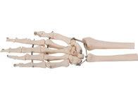 Model van het de Handbeen van pvc het Materiële Menselijke 3D voor Medische Opleiding