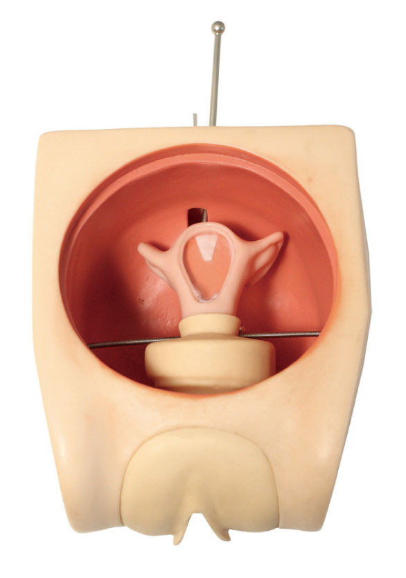 Nauwkeurig Anatomisch de Vaardigheid van de de Simulator Vrouwelijk Contraceptie van Baarmoedergynecologic Opleidingsmodel
