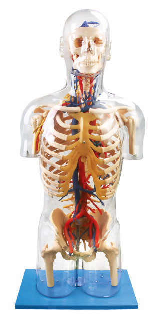 Interne Model Hoofd neurale en vasculaire het onderwijspop van de orang-oetannen zichtbare Menselijke Anatomie