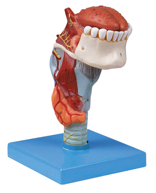Manufactory Menselijk de anatomie Modelstrottehoofd van ISO met toungue, tanden menselijk model