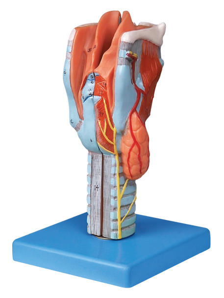 Het levensgrote gesegmenteerde Model van de strottehoofd Menselijke anatomie voor collega opleiding
