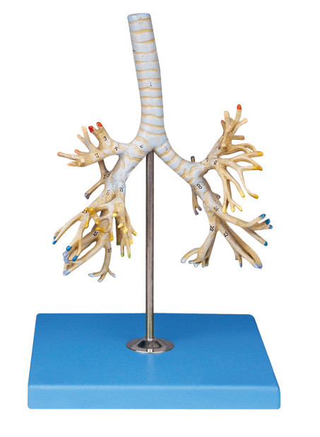 Geavanceerde Menselijke de Anatomie Model bronchiale boom 50 van pvc posities dispalyed voor Colleage-opleiding