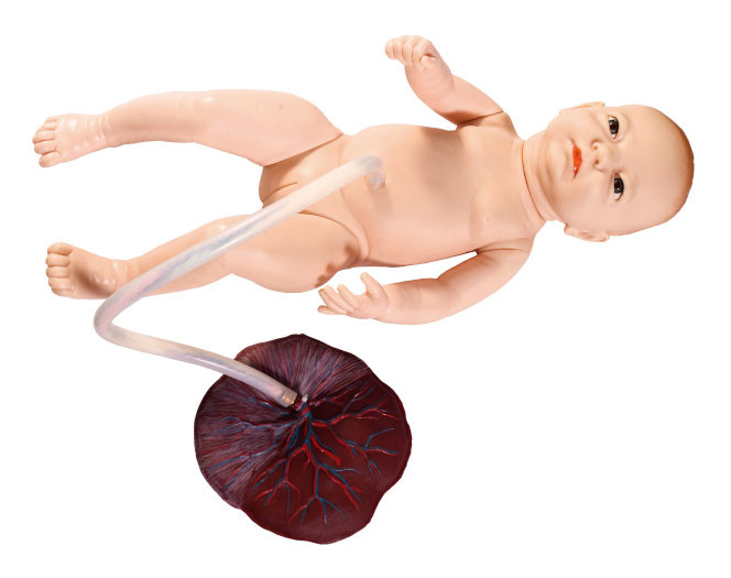 Kleine Vrouwelijke Pasgeborene die met Navelstreng verzorgingssimulatie Foetaal Model opleiden