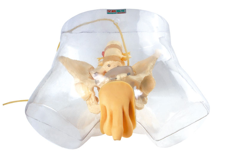 Medische Model Verzorgingsmannequin, Transparante Mannelijke Urethrale Catheteriserensimulator