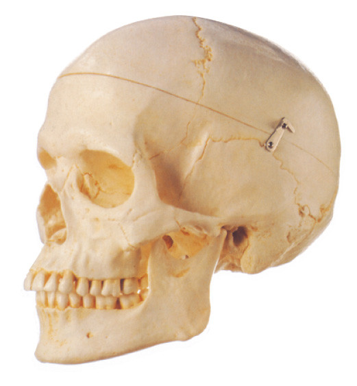 Van de de Anatomie Model 3 delen school van de Removeable Volwassen schedel Menselijke het onderwijs