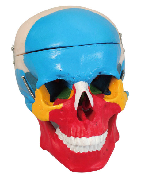 Kleurrijke Menselijke de Anatomie Model 2 delen die van de schedelscheiding pop opleiden