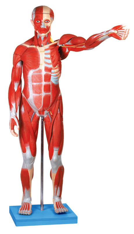Het mannelijke anatomische Model van de spier model/Menselijke Anatomie met Interne Organen 27 Delen