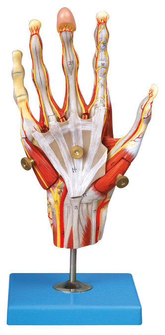 De spieren van Model van de hand het Menselijke Anatomie met hoofdschepen en Zenuwen 42 plaatsen vertoning