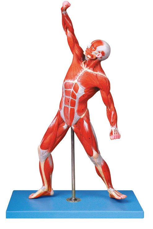 De spieren van Mannelijke Anatomie modelleren het traing model van de 69 positiesvertoning