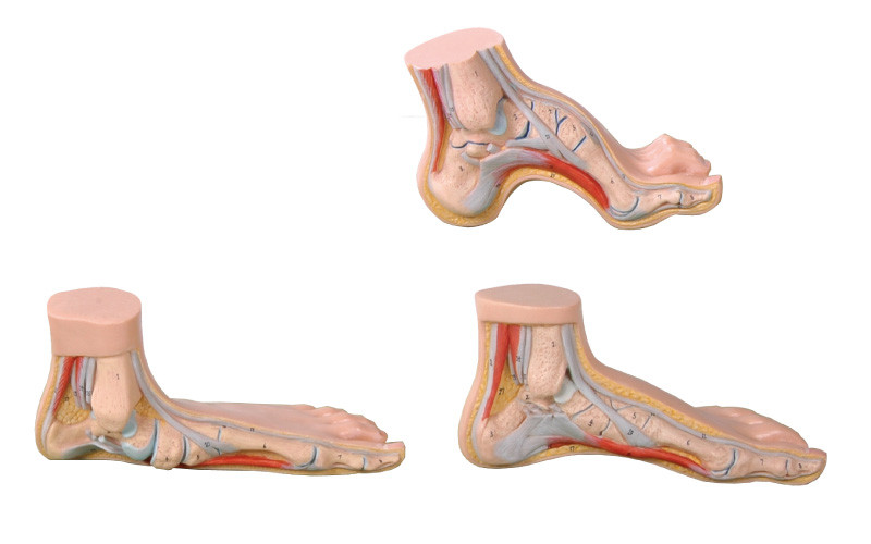 Het normale, Vlakke, Overspannen Model levensgrote medische hulpmiddel van de voet Menselijke Anatomie