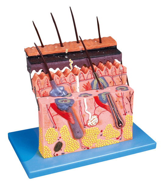 Toont het Menselijke de Anatomiemodel van de huidsectie de lagen van huid voor anatomiestructuur aantonen
