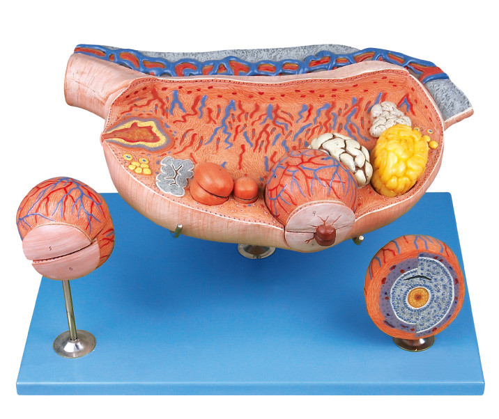 8 delen vergrootten Eierstok het Menselijke Anatomiemodel ovarian follikels, ovium, ovulatie, ovum toont