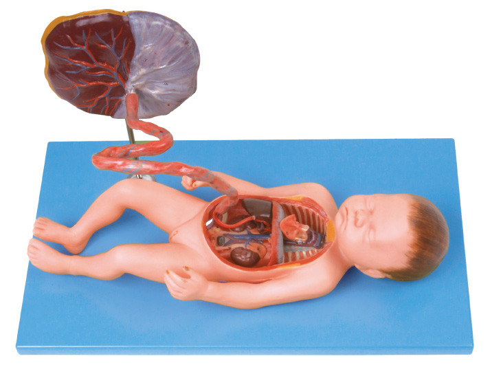 Het foetale van de Model het vaatstelsel Menselijke Anatomie voor verzorgingsschool opleiding