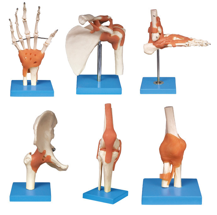 Model het onderwijshulpmiddel gezamenlijk van de reeks (schouder, elleboog, heup, knie, hand, voet) Menselijk Anatomie