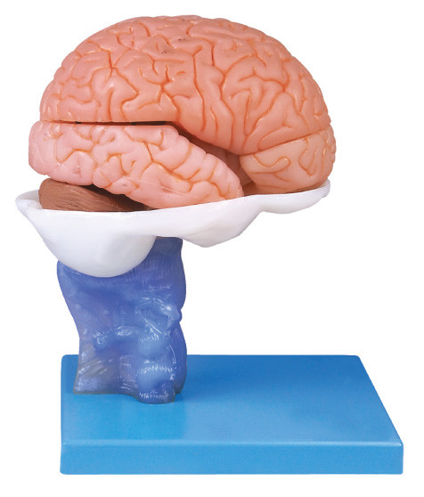 Het geavanceerde het Schilderen Menselijke Model van Hersenenanatomyical met 15 Delen voor Anatomie Opleiding