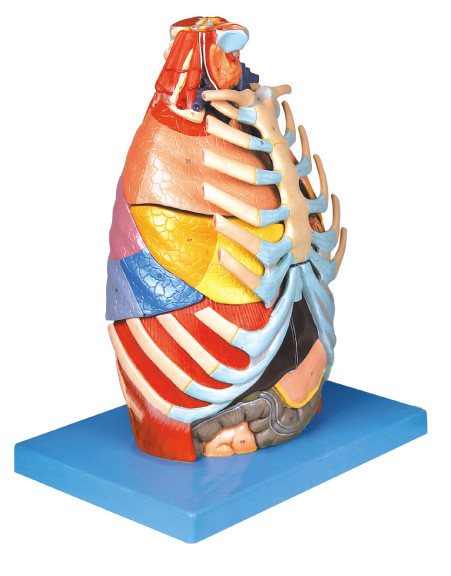 Het realistische Model van de Borstholte Menselijke Anatomie met basis opleidingshulpmiddel