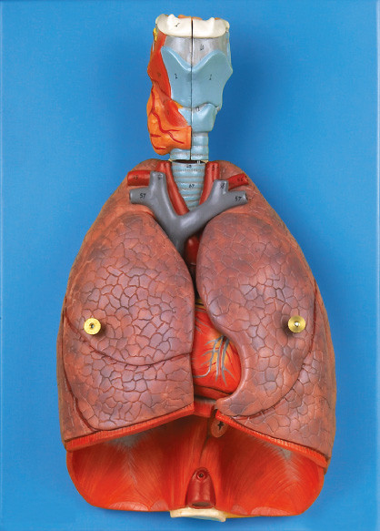 Binnenorganenstrottehoofd, Hart, Model het onderwijshulpmiddel van de Long Menselijk Anatomie