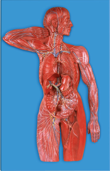 Het lymfatische Model van de systeem Menselijke Anatomie voor de Ziekenhuizen, Universiteitensimulatie