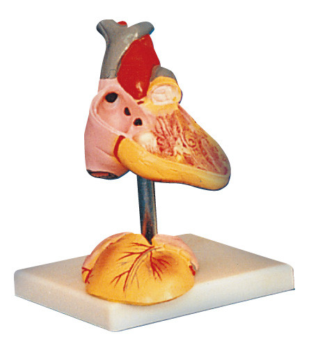 Menselijke de Anatomie Model 25 die posities van het kindhart voor medische opleiding worden getoond