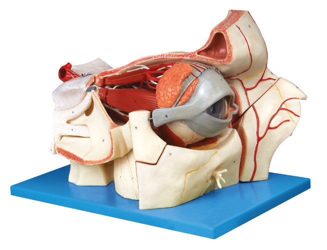 De oogappel en de Baan met schip en Zenuwen Menselijke Anatomie modelleren 9 sclerotic delen (, choroids, retina)
