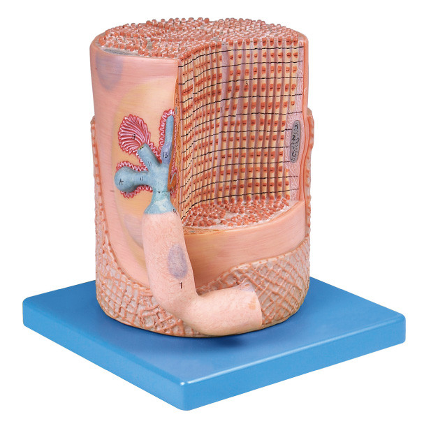 De Vezel van de zenuwstelsel Skeletachtige Spier met Motorendplate Menselijk Anatomiemodel voor medisch onderwijs