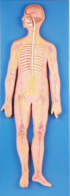 menselijke de Anatomie Model medische simulator van het 33 posities Zenuwstelsel