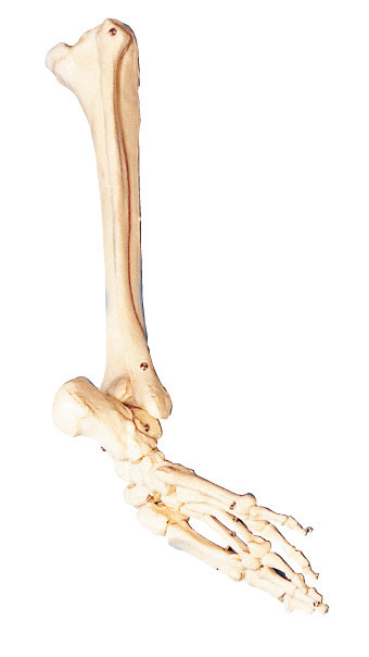 Beenderen van voet, kalfsbeen en shinebone Menselijk Anatomie model opleidingshulpmiddel
