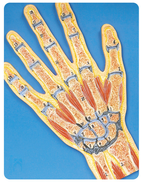 Model van de de Anatomie Model/anatomische hand van de handsectie het Menselijke voor universiteit, universiteit