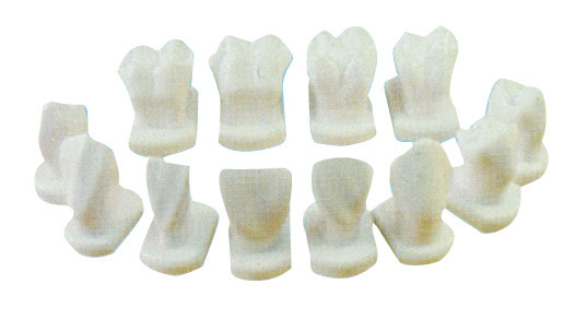 12 soorten het Model van de Tandmorfologie voor de Anatomische, tandmodellen van het patiëntenonderwijs