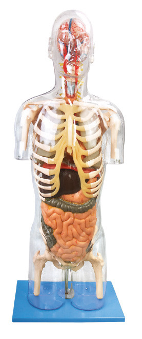 Menselijk het onderwijshulpmiddel van Anatomie Model Transparant Troso Geavanceerd pvc om op te leiden