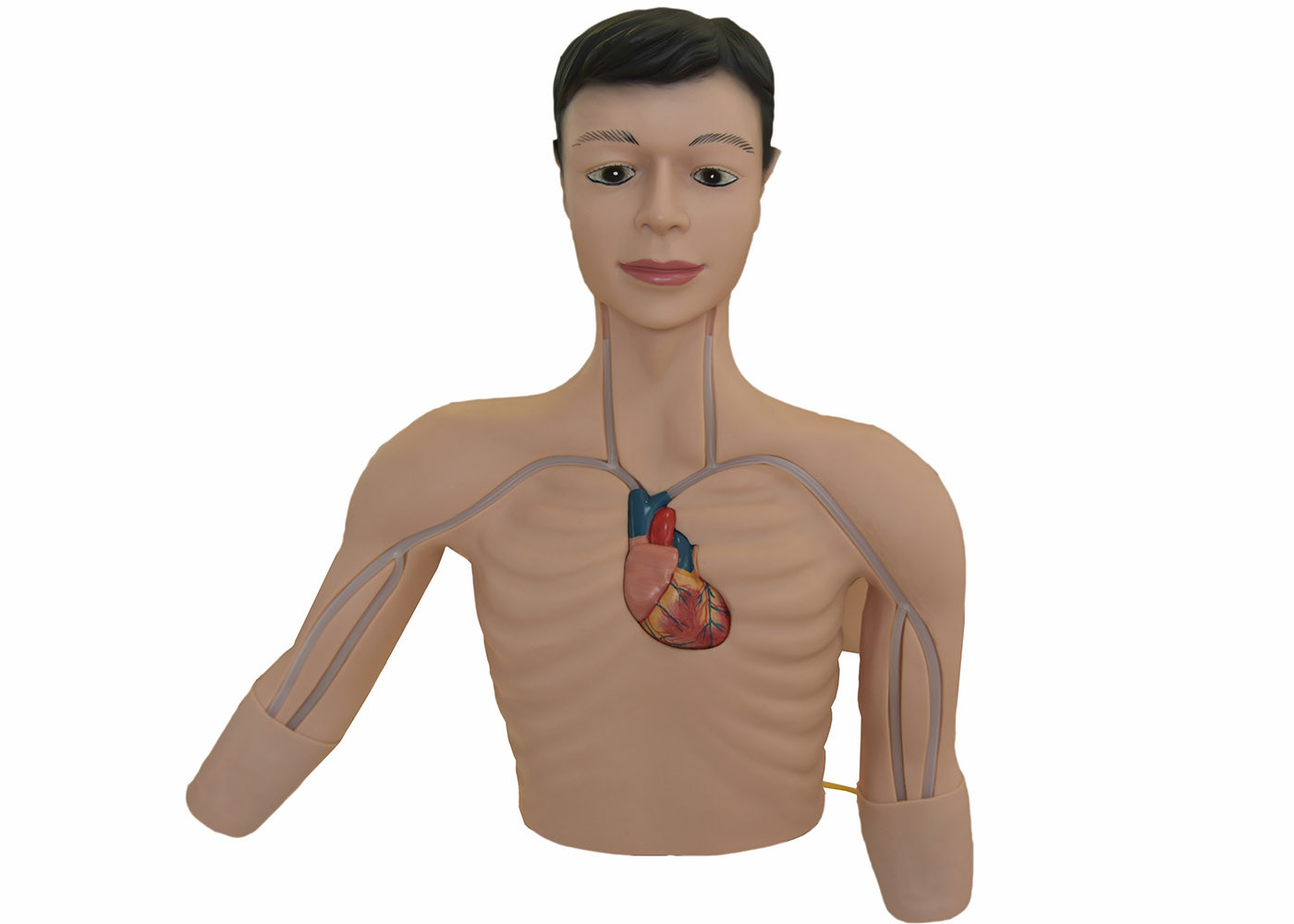 De mannelijke Volwassen mannequin van de het centrum randdemonstratie van de torso klinische simulatie