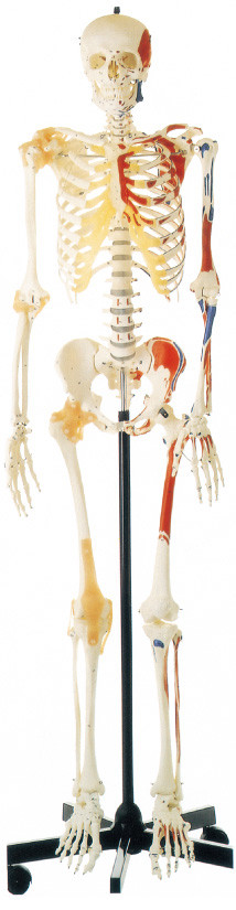 Promotie Menselijk skelet met eenzijdig geverfde spieren Menselijk anatomiemodel