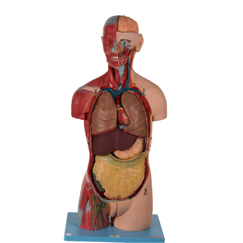 20 delen Aseksueel Torso Anatomisch Modelwith inner organs