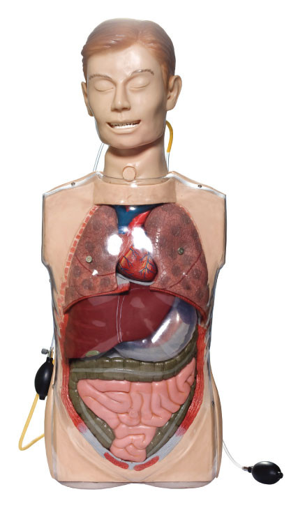 Transparante Maaglavagesimulators met Anatony-Organen voor Klinische Opleiding