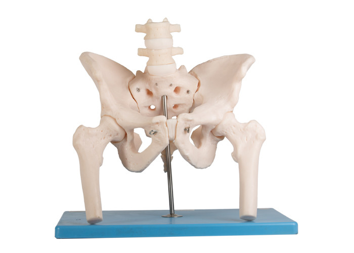 Lumbale Stekel Dij Menselijke Anatomie Modelwith stand