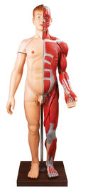 28 delen de Anatomie Modelhand van menselijk lichaamsspieren Menselijke het schilderen kleuren