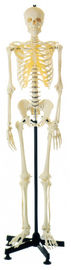 Het kunstmatige Menselijke Model van de skelet Menselijke Anatomie voor het anatomische structuur leren