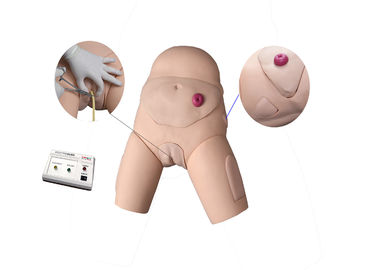 Elektronische Urethrale Catheteriseren en Klysma Opleidingssimulator