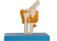 Onderwijs die Menselijke de Voetverbinding van Anatomie Modelelbow hip knee met Ligament opleiden