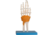 Onderwijs die Menselijke de Voetverbinding van Anatomie Modelelbow hip knee met Ligament opleiden