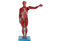 Zwaar en Hoog Mannelijk Anatomisch Spier Modelpvc met Interne Organen