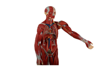 Onderwijs dat de Menselijke Open Rug van With Internal Organs van de Torsoanatomie Model opleidt