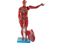 Mannelijk Intern de Anatomie Modelpvc van de Orgaan Menselijk Spier voor Medische School Opleiding