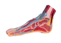 De midden Sagittal Anatomie Modelwith muscle vessels van de Sectiepvc Voet