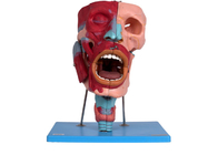Menselijk Anatomisch Hoofd Modelwith nasal oral-Farynxstrottehoofd Cacities
