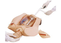 Zachte de Geboortesimulator van het kussenkind voor Leopold-Manoeuvre, medische opleidingsmodellen