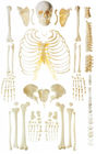 Verspreid de anatomiemodel van het been menselijk skelet voor beendemonstratie