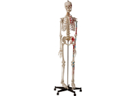 Universiteiten Anatomisch Menselijk Skelet met Spieren en Ligamenten