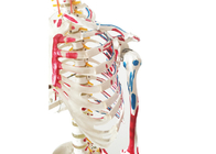 Anatomie die pvc-Verfskelet met Spieren en Ligamenten opleiden